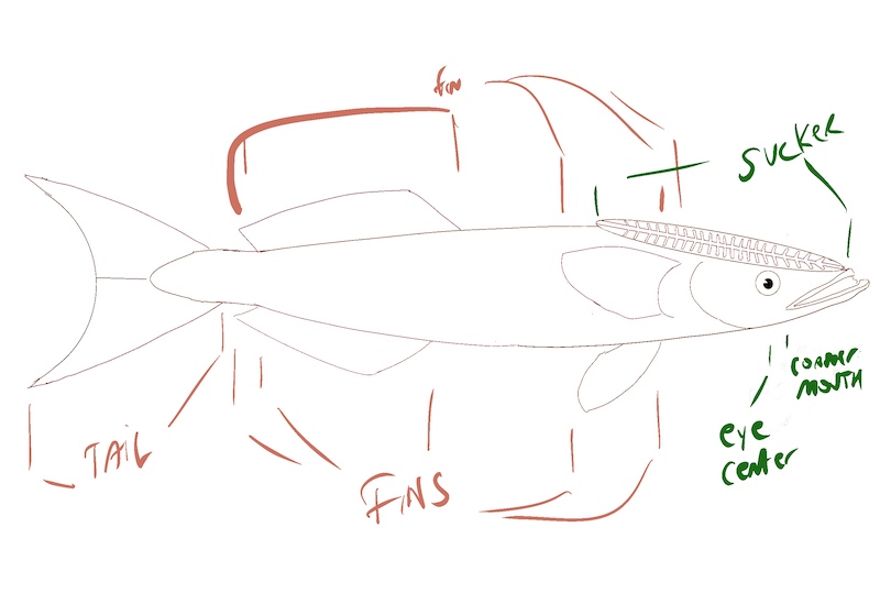 How To Draw a Remora Fish (Any Fish) Easily ArtDayJob